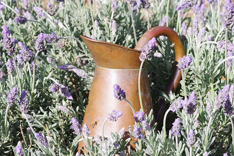 Copper pitcher to be recycled